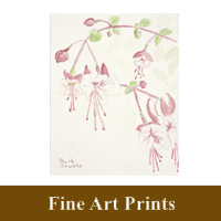 Stand alone Print image of Hanging Fuchsia as a hyperlink to the Fine Art Prints information page