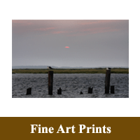 Stand alone Print image of Seagulls at Sunset as a hyperlink to the Fine Art Prints information page
