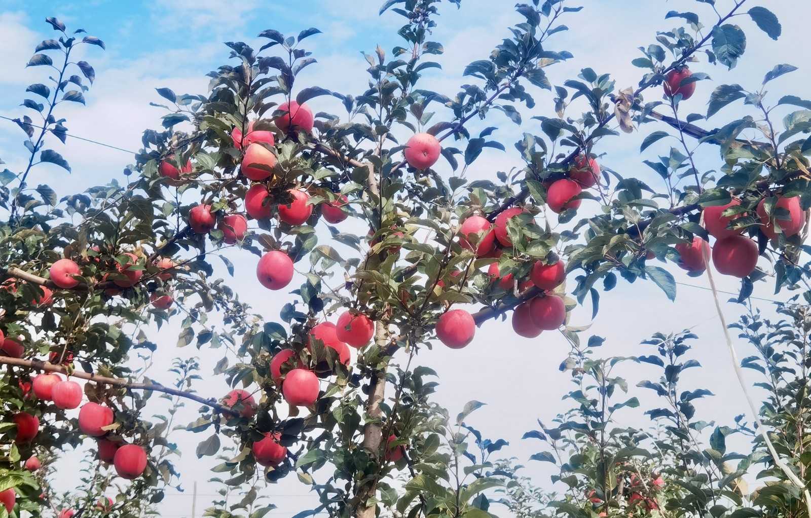 修圖.jpg 修圖.jpg